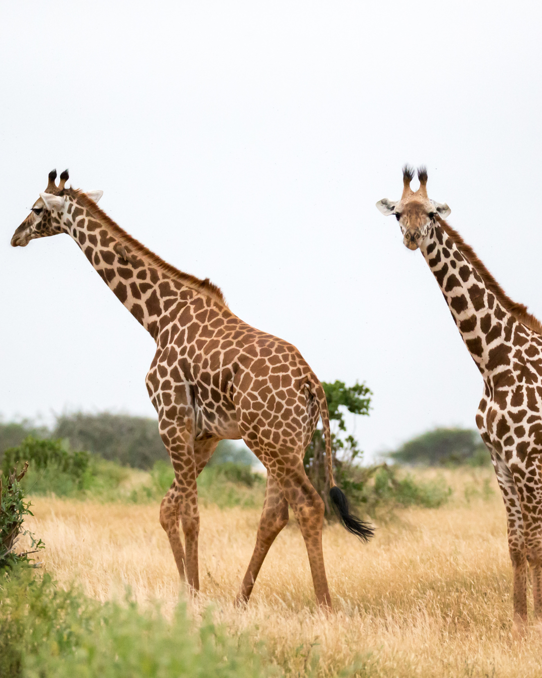 Guided bush walk in Dinokeng