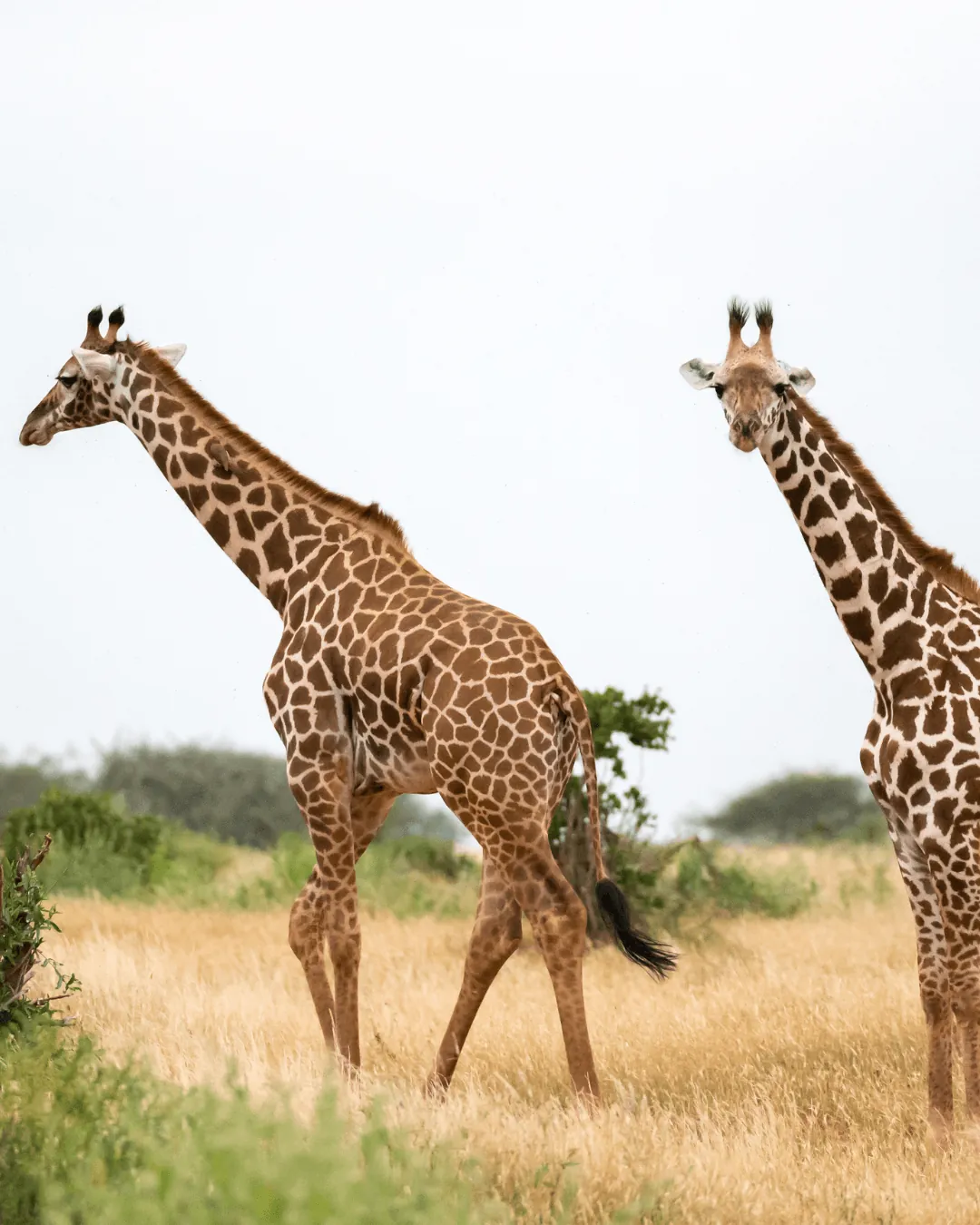 Guided bush walk in the Dinokeng reserve